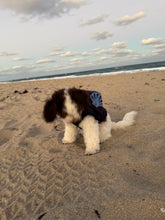 Load image into Gallery viewer, Meet Me By The Sea Dog Hoodie - ATRDesigns