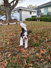 Load image into Gallery viewer, Meet Me By The Sea Dog Hoodie - ATRDesigns